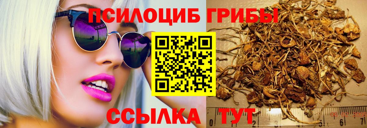 Галлюциногенные грибы Psilocybine cubensis Урус-Мартан